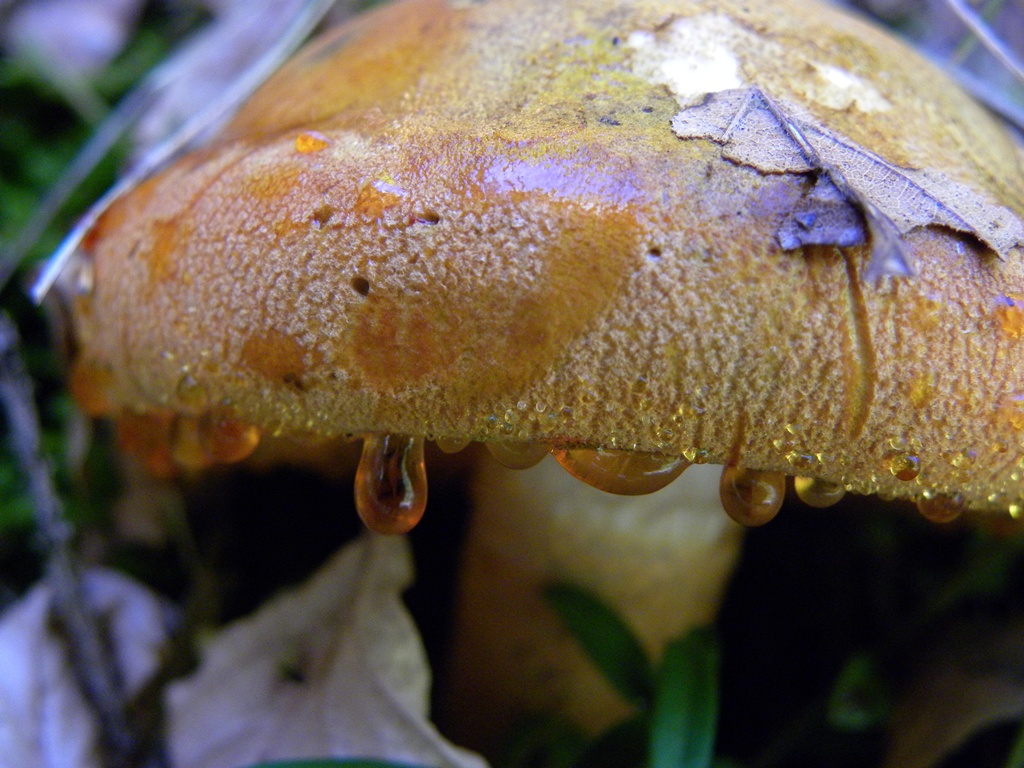 Appariscente arancione